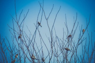 Serçeler ağaç Retro üzerinde