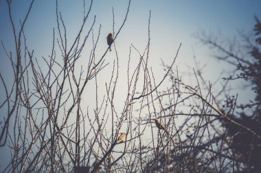 Serçeler ağaç Retro üzerinde