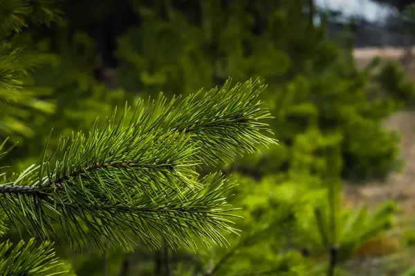 Árvore de abeto verde Ramos — Fotografia de Stock