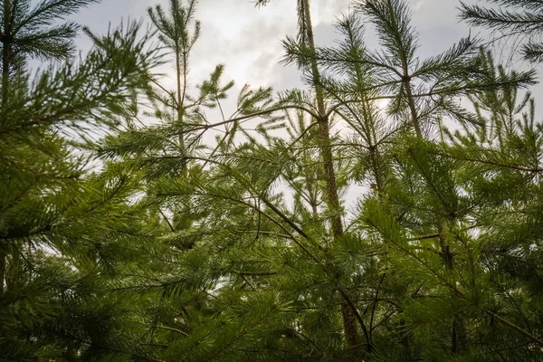 Kleine vuren bomen — Stockfoto