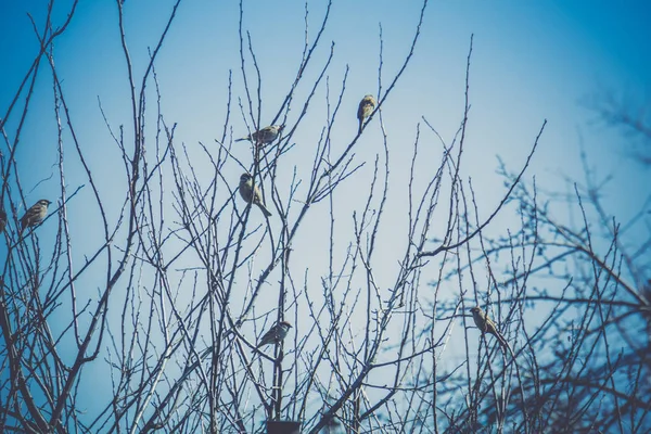 Spatzen auf dem Baum — Stockfoto