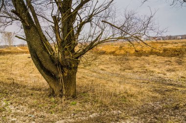 Yapraksız yalnız ağacı