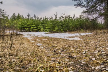 Küçük çam ağaçları