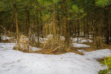 Küçük çam ağaçları