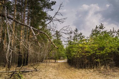 Küçük çam ağaçları