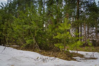 Küçük çam ağaçları