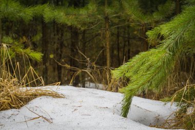 Küçük çam ağaçları