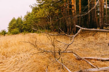 Bahar çam ormanı sabah