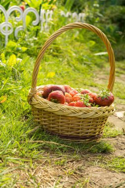 Çilek sepeti çimenlerin üzerinde