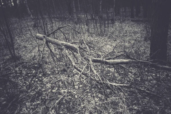 Retrò rami d'albero rotti — Foto Stock