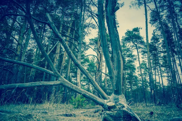 Árvore quebrada Ramos Retro — Fotografia de Stock