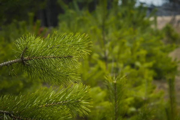 Groene sparren boomtakken — Stockfoto