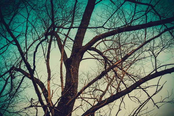 Árbol solitario sin hojas filtrado — Foto de Stock