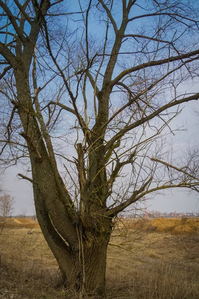 无叶的孤树 — 图库照片