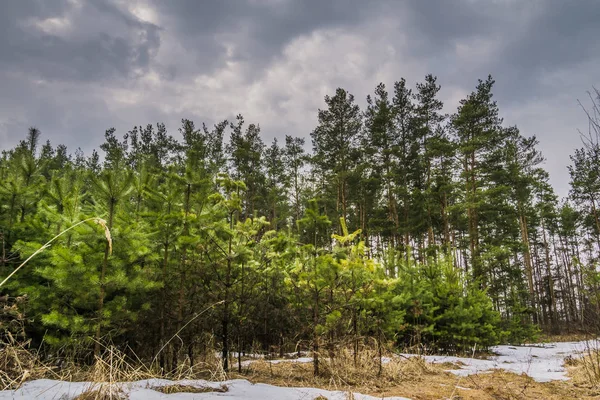 Küçük çam ağaçları