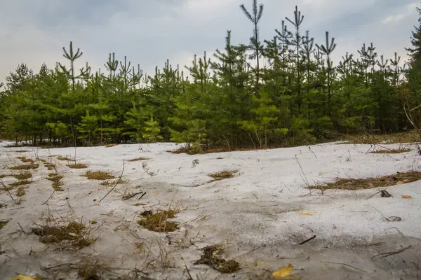 Küçük çam ağaçları