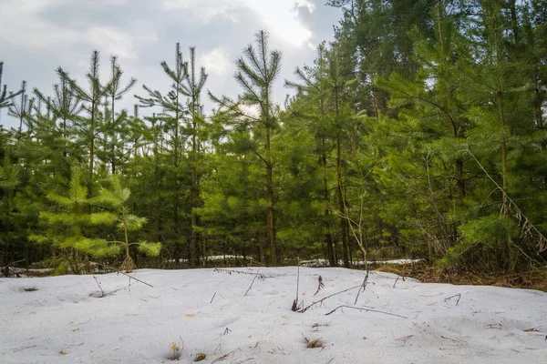 Küçük çam ağaçları