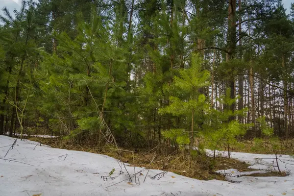 Küçük çam ağaçları