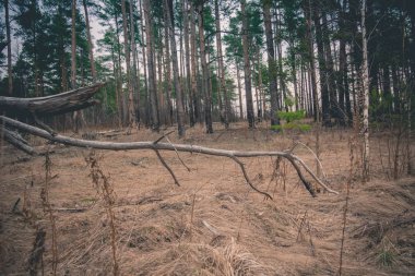 Ağaç dalları Retro kırık