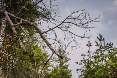 Küçük çam ağaçları