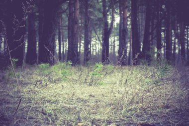 Sabah çam ormanı Retro