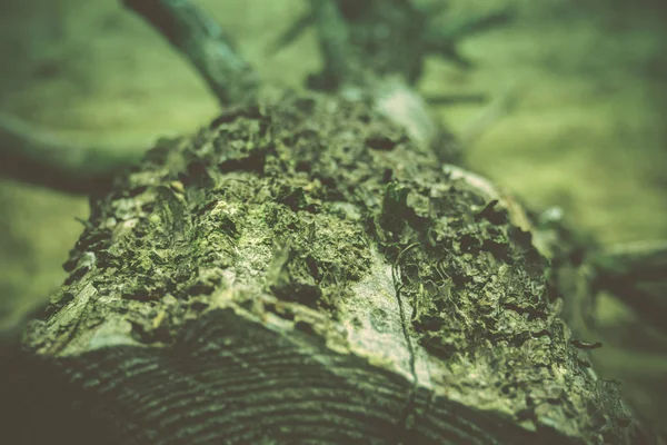 Ağaç dalları Retro kırık — Stok fotoğraf