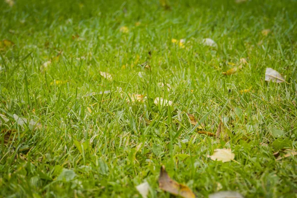 Yeşil çim makro — Stok fotoğraf