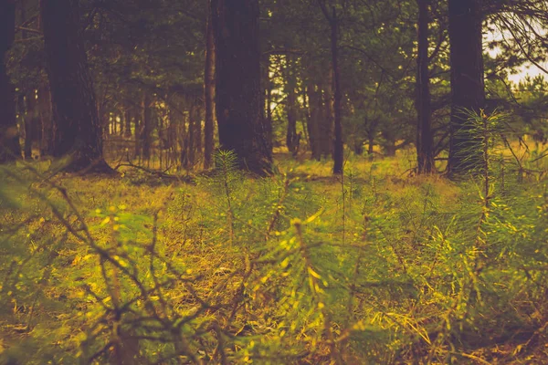 Mañana pino bosque retro —  Fotos de Stock