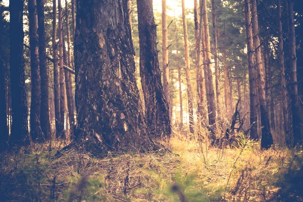 Mañana pino bosque retro — Foto de Stock