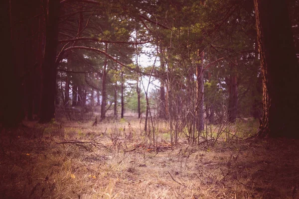 Mañana pino bosque retro — Foto de Stock