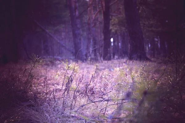 Sabah çam ormanı Retro