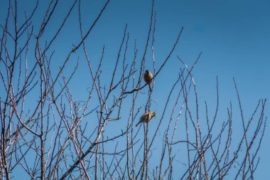 serçeler ve ağaç üzerinde