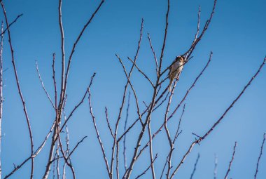 serçeler ve ağaç üzerinde