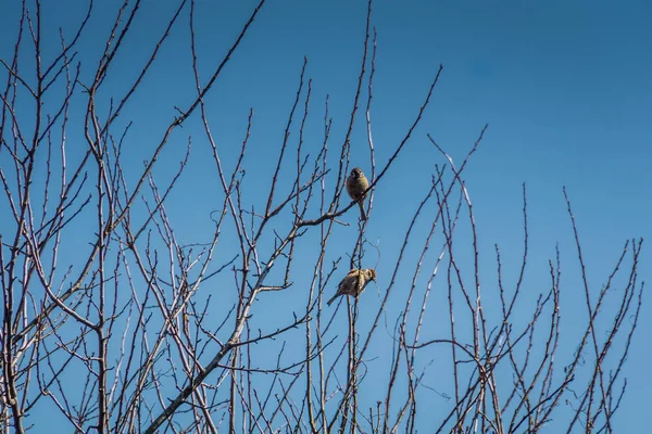 Sparrows on the Tree — Fotografie, imagine de stoc