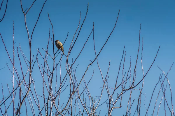 Gorriones en el árbol — Foto de Stock