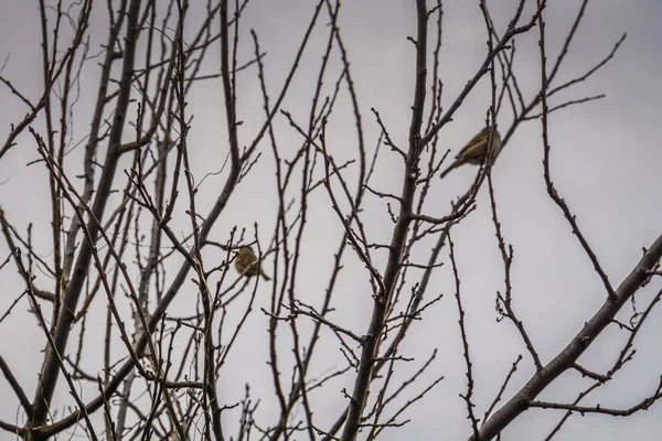 Sparrows on the Tree — Fotografie, imagine de stoc