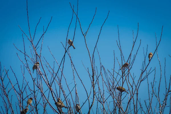 Spatzen auf dem Baum — Stockfoto