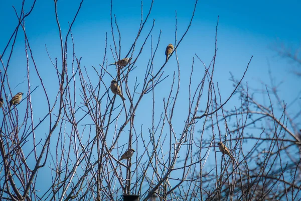 나무에 참새 — 스톡 사진