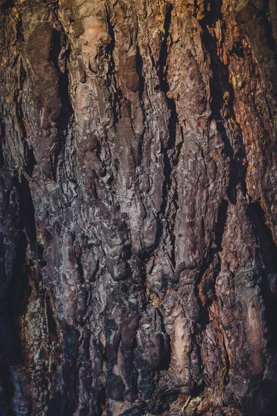 Corteza de árbol Macro Retro —  Fotos de Stock