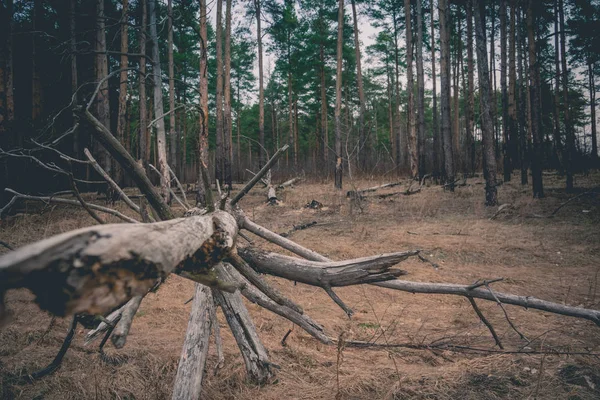 Ramas de árboles rotos Retro —  Fotos de Stock