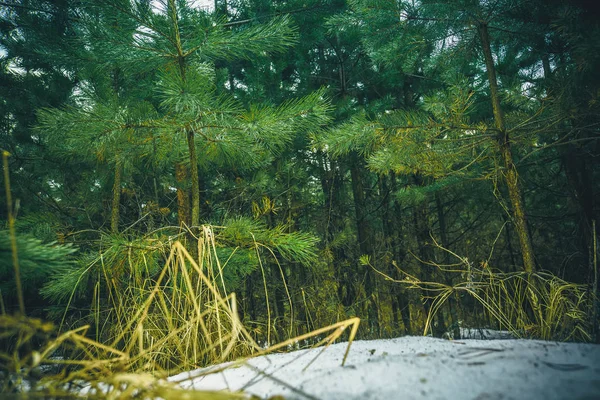Pequenas árvores de abeto retro — Fotografia de Stock