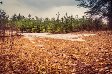 Küçük çam ağaçları Retro