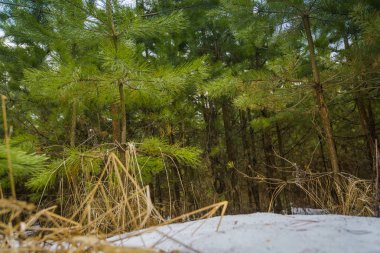 Küçük çam ağaçları