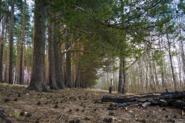 Çam ormanı bahar sabahı