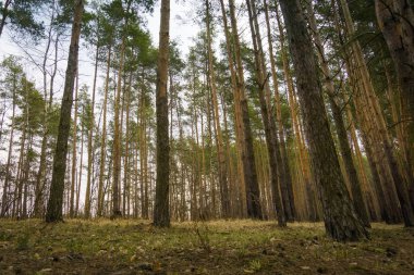 Çam ormanı bahar sabahı