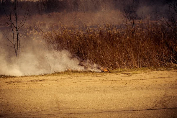 Kuru ot filtre yandı