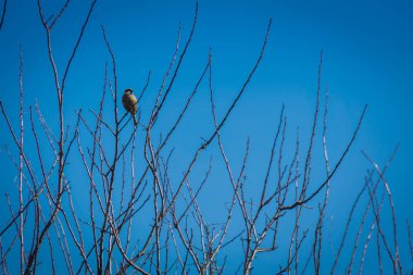 serçeler ve ağaç üzerinde