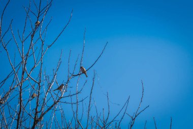 serçeler ve ağaç üzerinde