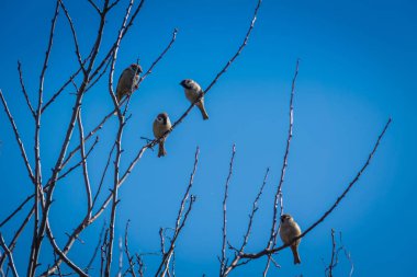 serçeler ve ağaç üzerinde