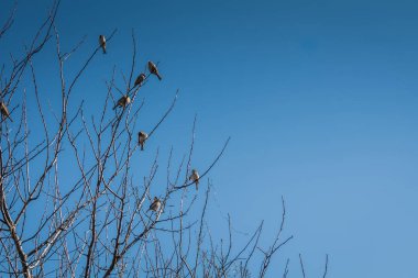 serçeler ve ağaç üzerinde
